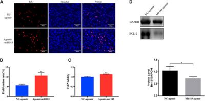 Discovery of Differentially Expressed MicroRNAs in Porcine Ovaries With Smaller and Larger Litter Size